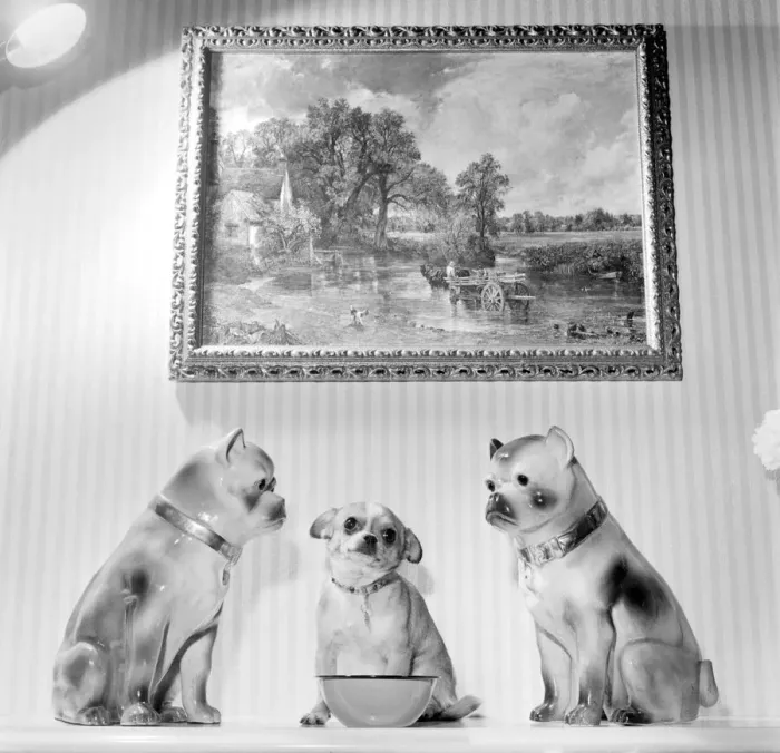 Framed Print : Neddy'pet dog of Mrs Taylor seen here intimidating two china dogs
