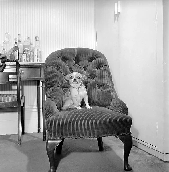 'Neddy'pet dog of Mrs Taylor seen here resting on a armchair. 1965