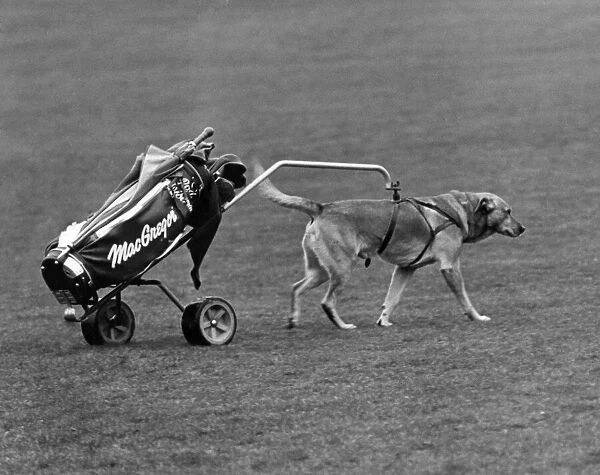 'Ned'out on the golf course with his pro in the special built trolley