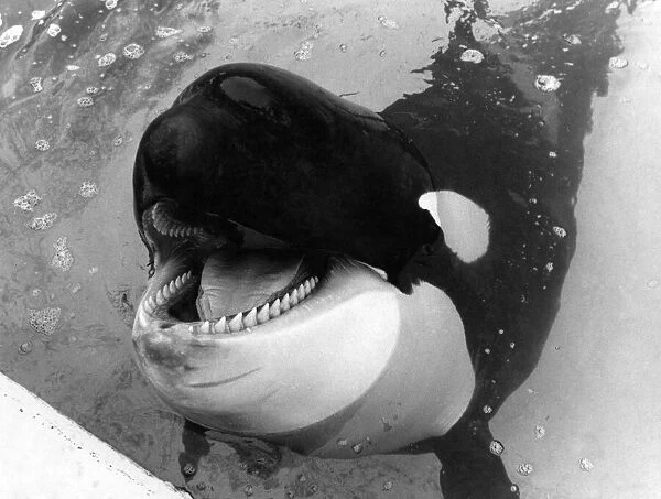Nemo in his Clacton Pier pool. February 1985 P006483