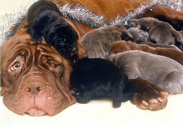 A Neopolita Mastife with puppies December 1994 A©Mirrorpix