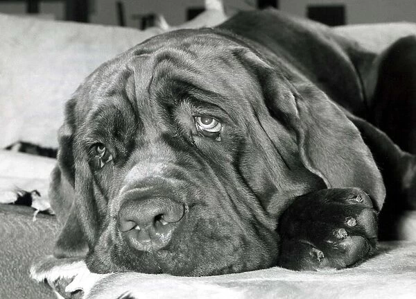 Neopolitan mastiff dog Edward G robinson at his owners home in Bushey Hertfordshire