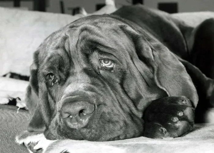 Framed Print : Neopolitan mastiff dog Edward G robinson at his owners home in Bushey Hertfordshire