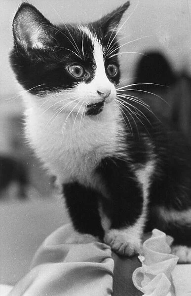 A nervous looking kitten