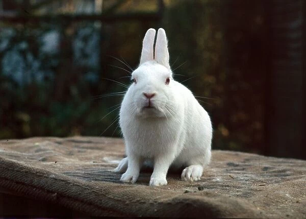 A Netherland Dwarf white rabbit February 1989
