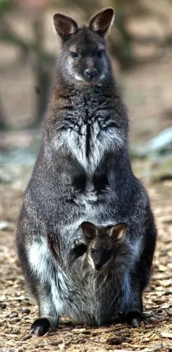 Framed Print : A new arrival at the Nature Centre in Birmingham. Still to leave her mother