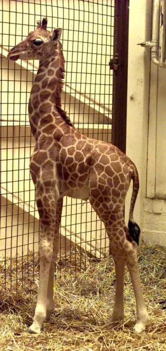 Framed Print : New baby giraffe Kitale born at Dudley Zoo Framed Print : New baby giraffe Kitale born at Dudley Zoo