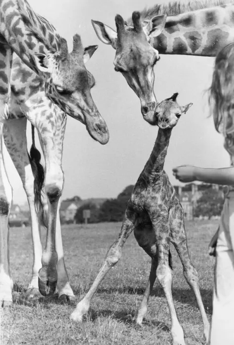 Framed Print : A new baby giraffe stand after only 45 minutes of being born at Lambton Pleasure Park