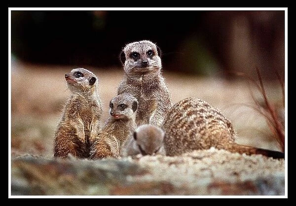 New baby Meerkats at Edinburgh Zoo September 1999