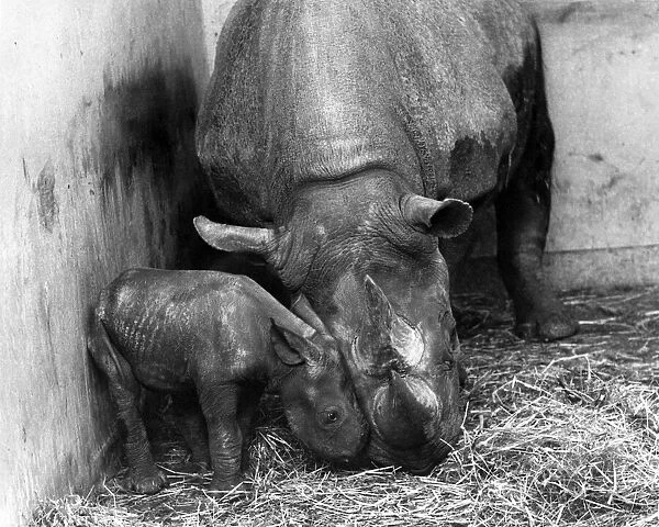 For a New Baby Rhino, a Taste of Mother love: It is hard to imagine a huge lumbering