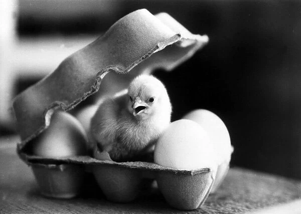 A New Born Chick in an Egg Carton - April 1969 Birth