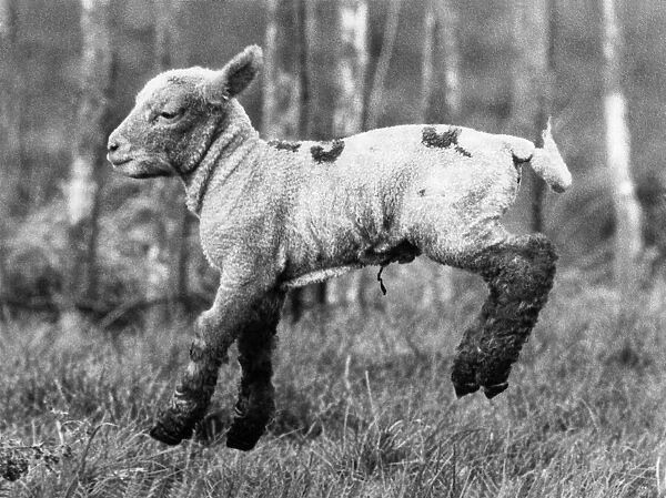 A new-born lamb jumps for joy in a sunlit field, one of 300 frisky creatures that are