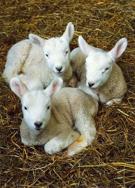 Three new born lambs