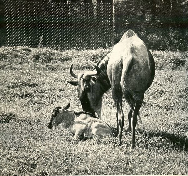 New born Willie the wildebeest with his mother at Lambton Lion Park, County Durham