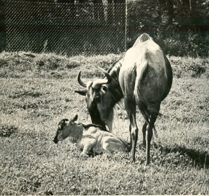 Framed Print : New born Willie the wildebeest with his mother at Lambton Lion Park, County Durham Framed Print : New born Willie the wildebeest with his mother at Lambton Lion Park, County Durham