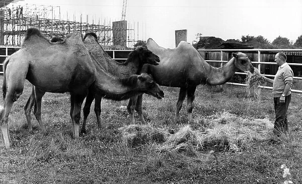 Three new camel arrivals at Coventry Zoo park. 17th July 1973