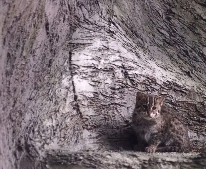 Framed Print : One of the new fishing cat kittens who will soon be viewable by the public at Drayton Framed Print : One of the new fishing cat kittens who will soon be viewable by the public at Drayton