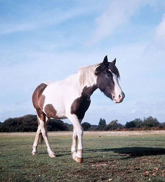 New Forest Ponies - February 1970