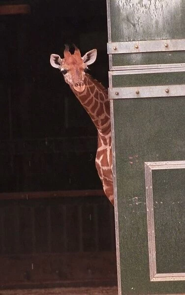 Two new Giraffe calves make their first apperance at London Zoo today. circa 1995