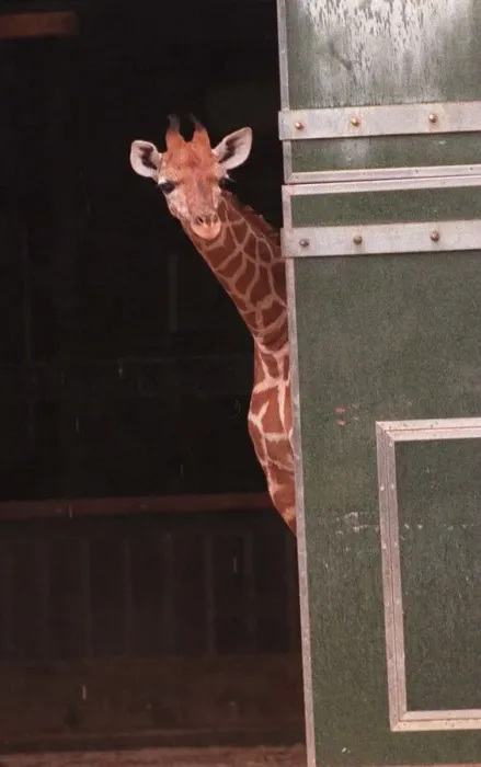 Framed Print : Two new Giraffe calves make their first apperance at London Zoo today. circa 1995