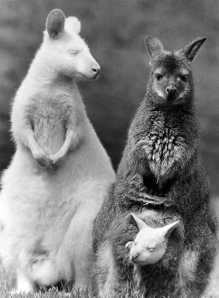 A New Line in Jumpers: What do you get when you cross a white wallaby with a brown