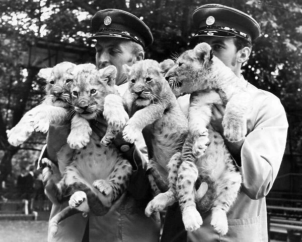 The four new lion cubs at London Zoo