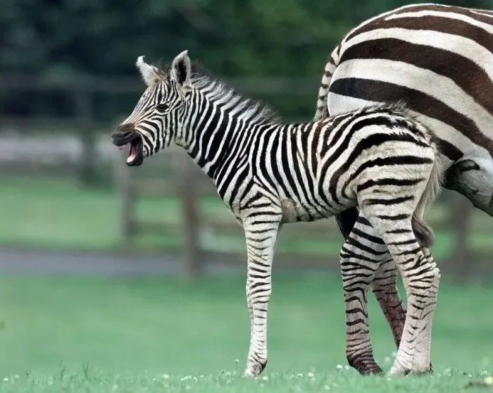 Framed Print : A new star in stripes Zena'the hour old Zebra foal takes her first glimpse