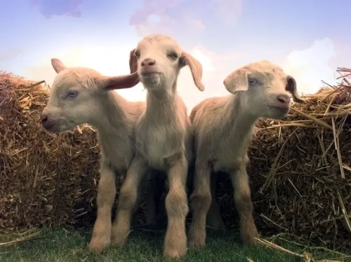 Framed Print : The new triplets born at Broomey Croft childrens farm they are half Toggenburg Framed Print : The new triplets born at Broomey Croft childrens farm they are half Toggenburg