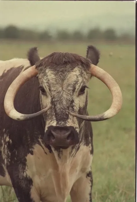 Framed Print : Newbrook Open Prison Farm is a Longhorn Cow called Fidelity