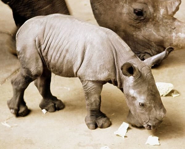 A newly born white rhino at Blackpool Zoo named Nykasi pictured with its mother Mopane