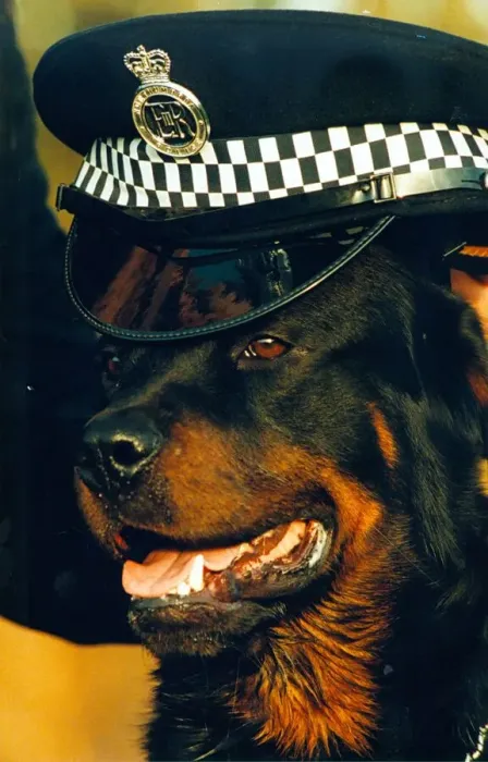 Framed Print : Newly trained police dog Ben, a 15 month old rottweiler