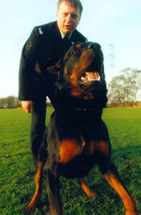 Framed Print : Newly trained police dog Ben, a 15 month old rottweiler with handler police officer Paul