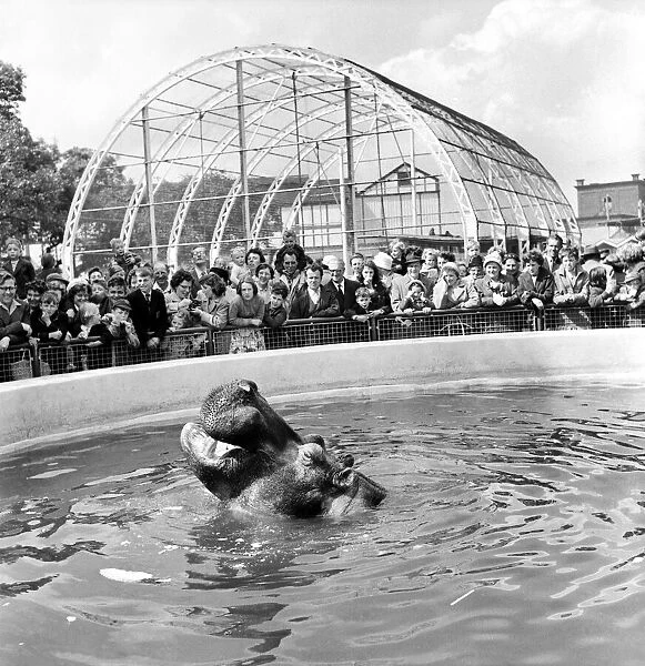 Nicholas the hippo at Belle Vue Zoo in Manchester, Greater Manchester