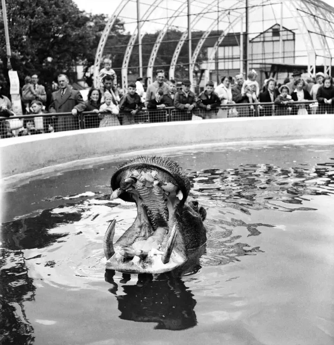 Framed Print : Nicholas the hippo at Belle Vue Zoo in Manchester, Greater Manchester Framed Print : Nicholas the hippo at Belle Vue Zoo in Manchester, Greater Manchester
