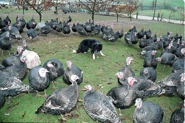 NICK THE TURKEY DOG KEEPS A WARY EYE ON HIS FLOCK AT LOWER MOUNT FARM NEAR COOKHAM DEAN