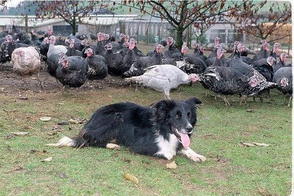 NICK THE TURKEY DOG KEEPS A WARY EYE ON HIS FLOCK AT LOWER MOUNT FARM NEAR COOKHAM DEAN