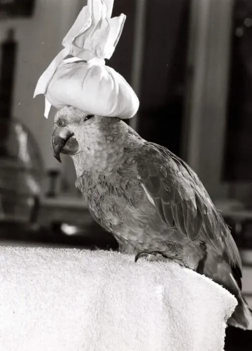 Framed Print : Nigel the Parrot - July 1982 Keeps cool in the hot weather by wearing an ice pack Framed Print : Nigel the Parrot - July 1982 Keeps cool in the hot weather by wearing an ice pack