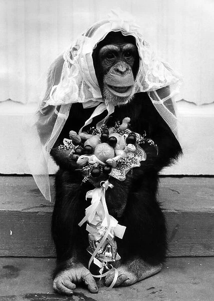 Nina the blushing chimp bride with her bouquet of flowers. April 1976