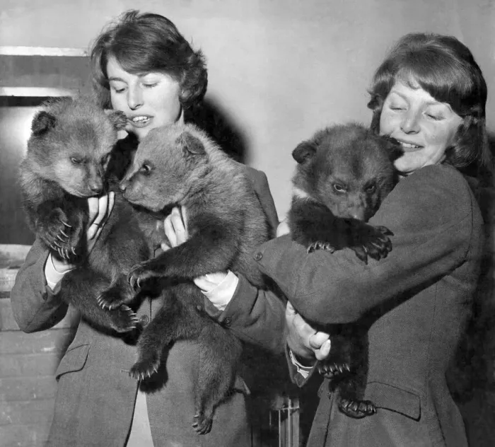 Framed Print : Three nine-week-old brown European bear cubs pictured above at Whipsnade Zoo in the arms Framed Print : Three nine-week-old brown European bear cubs pictured above at Whipsnade Zoo in the arms