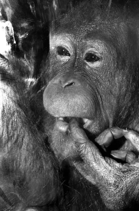 Framed Print : Njonja and Tuan, Chessington Zoo, five year old orangutans provide quite a comedy act for Framed Print : Njonja and Tuan, Chessington Zoo, five year old orangutans provide quite a comedy act for
