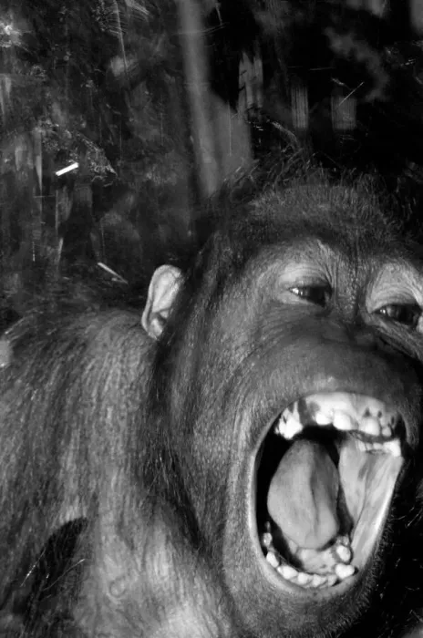 Framed Print : Njonja and Tuan, Chessington Zoo, five year old orangutans provide quite a comedy act for Framed Print : Njonja and Tuan, Chessington Zoo, five year old orangutans provide quite a comedy act for
