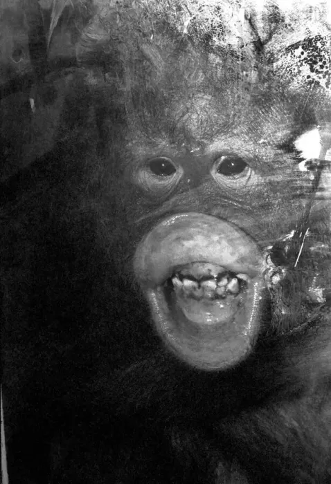 Framed Print : Njonja and Tuan, Chessington Zoo, five year old orangutans provide quite a comedy act for Framed Print : Njonja and Tuan, Chessington Zoo, five year old orangutans provide quite a comedy act for