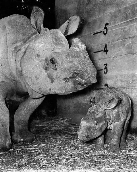 nMohinii the rhinoceros and her baby photographed at Whipsnade Zoo. August 1960 P007371
