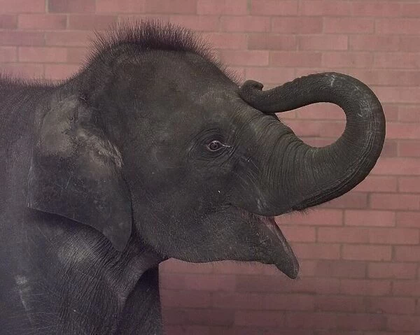 Noorjahan the baby elephant aged two and a half seen here at Twycross Zoo