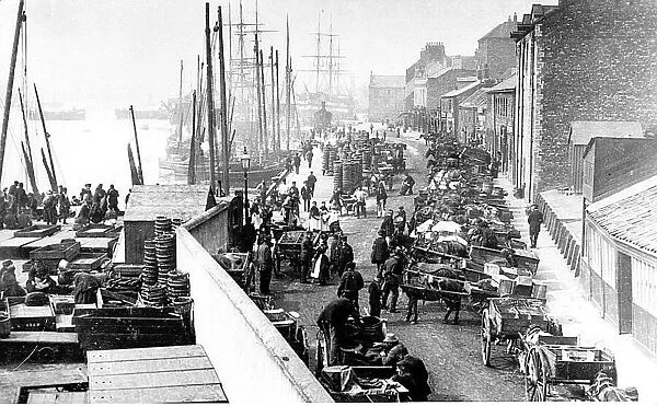North shields fish quay in 1910. Sail still outnumbers steam and the horse
