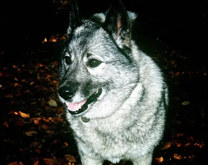 Framed Print : Norwegian Elkhound hunting dog from Norway Framed Print : Norwegian Elkhound hunting dog from Norway