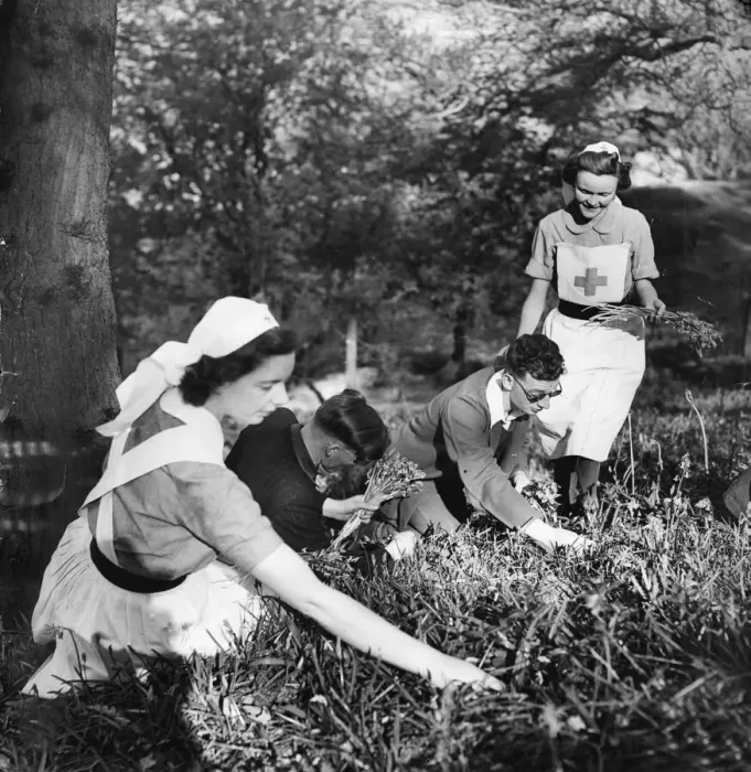 Framed Print : Nurses help the blind gather flowers in spring. It is suggested that Framed Print : Nurses help the blind gather flowers in spring. It is suggested that
