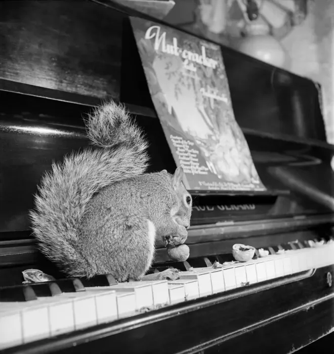 Framed Print : The Nutcracker Suite Sam'- Pet Squirrel - with Ivor Sherlock