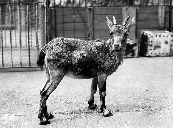 The Nutrai Ibex at the Thompson Zoo. June 1934