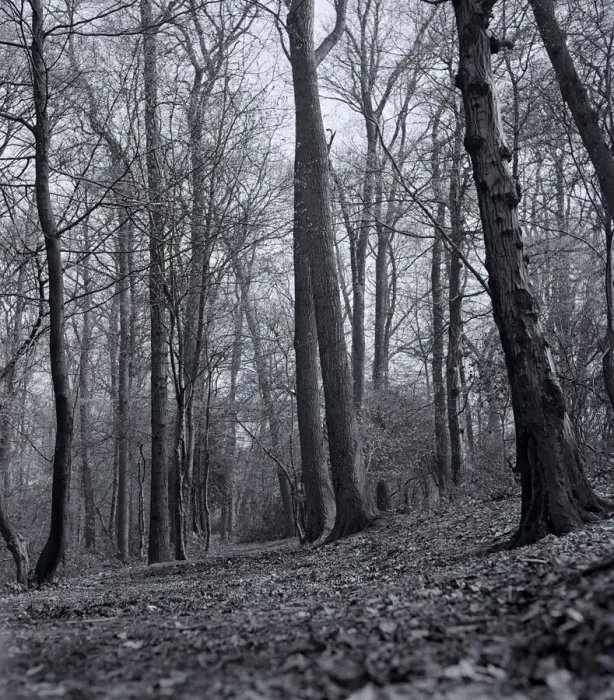 Framed Print : Oakhill Park East Barnet Woods outside plantlife Plants
